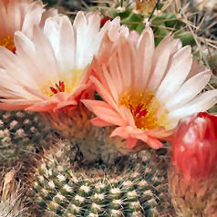 Cactus notocactus tabularis